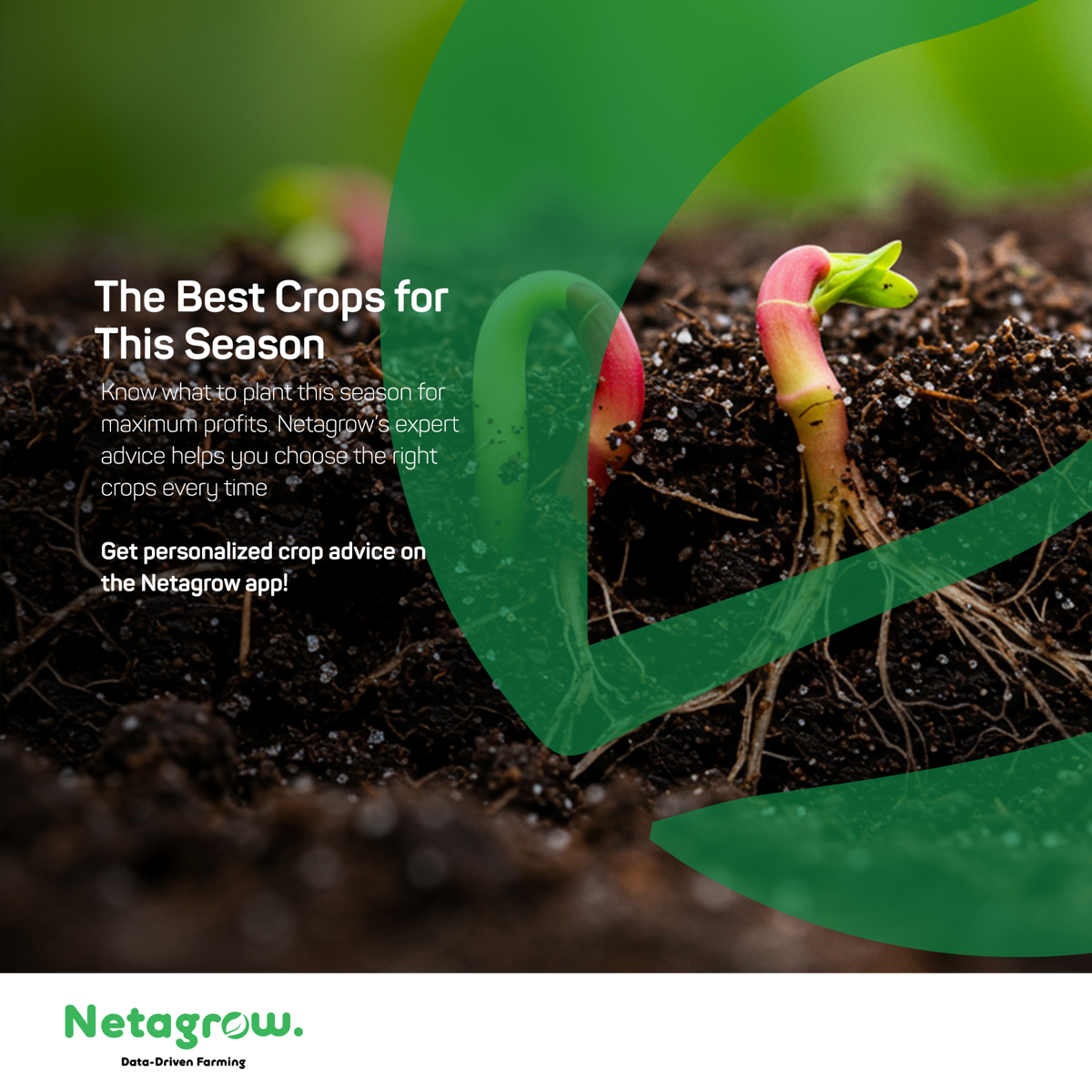 The Best Crops for This Season