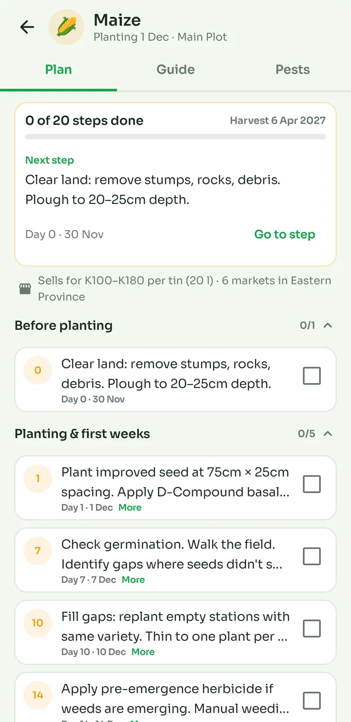 Maize guide: dated steps from land preparation to harvest
