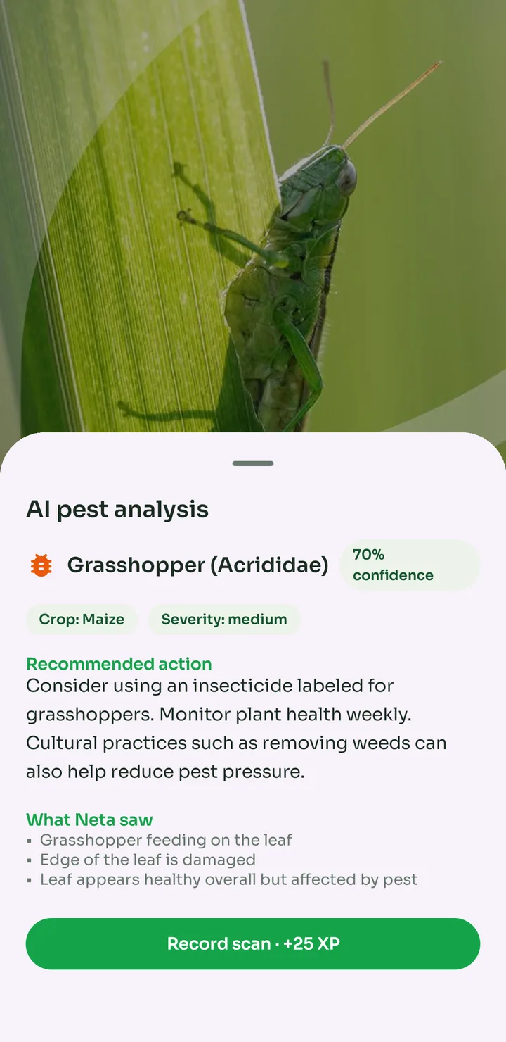 Scout: pest diagnosis from a photo of a maize leaf